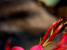 TikTok売却成立?今後の展開は?