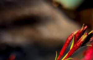 北朝鮮、米との対話再開へ