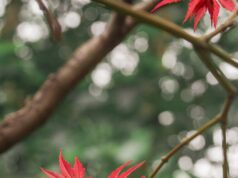 シートベルト点検のお願い