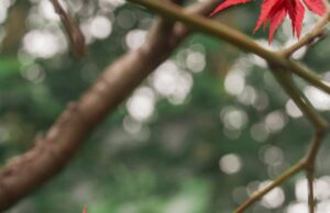 TikTok米データ再学習