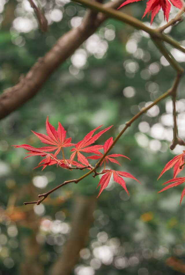 TikTok米データ再学習