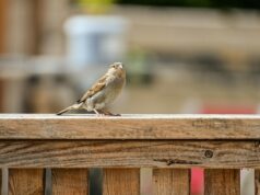 2階転落、重傷 襲撃逃亡