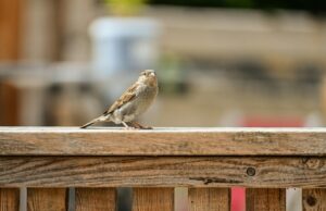 2階転落、重傷 襲撃逃亡